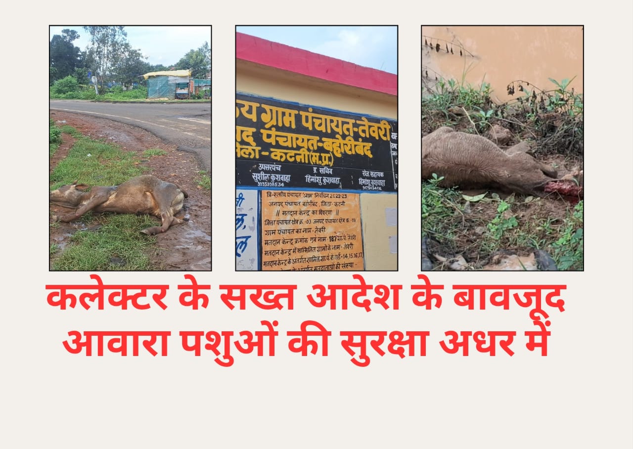 ग्राम पंचायतों में हाका गैंग केवल कागज़ों तक सीमित, एन एच 30 रोड़ में घायल गौवंश की अनदेखी