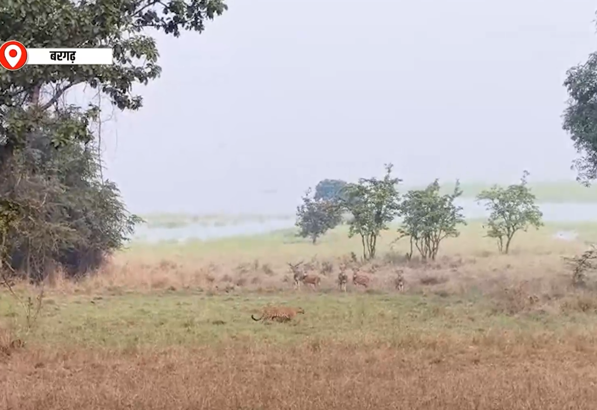 “बरगढ़ में रहस्यमयी हमला, बछड़े की मौत से तेंदुए का खौफ”