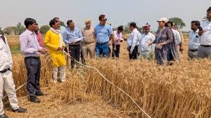 भदोही में गेहूं क्रॉप कटिंग और उत्पादन जांच