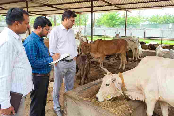 हटवा अब्बासपुर गौशाला का औचक निरीक्षण, व्यवस्थाएं मिलीं दुरुस्त