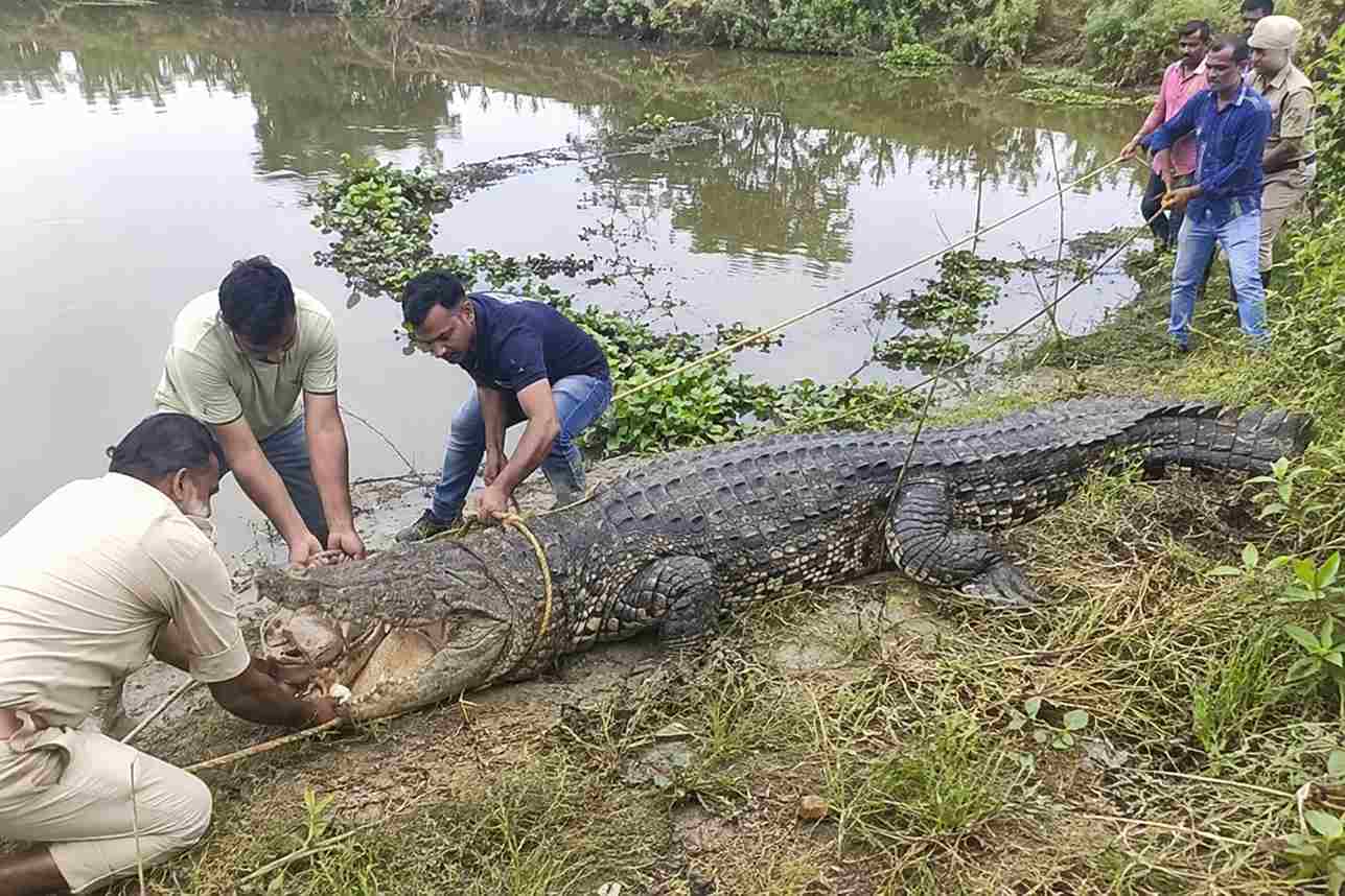 अहरौरा में मगरमच्छों का आतंक, 2 रेस्क्यू; 3 और होने की आशंका