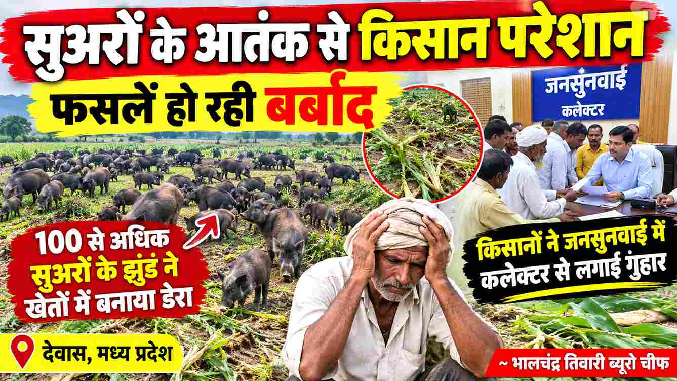 सुअरों के आतंक से किसान परेशान, फसलें बर्बाद