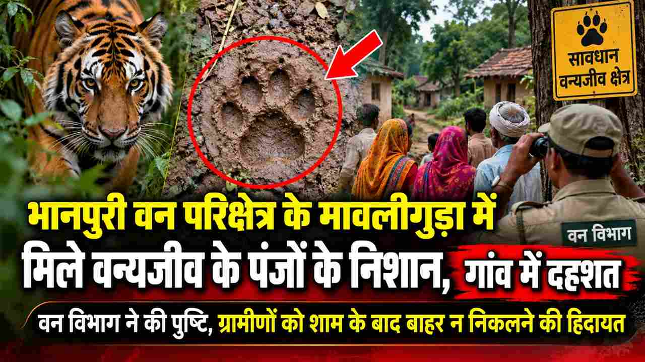मावलीगुड़ा में वन्यजीव के पंजों के निशान, गांव में दहशत